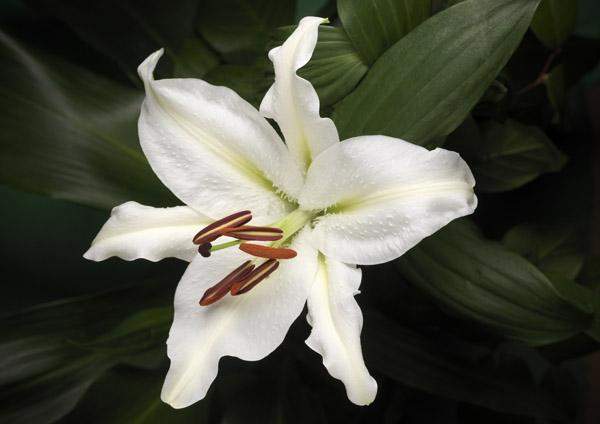 Photo d'un lys oriental par Yannick le Merlus Photographe Paris